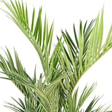 feuilles KENTIA artificiel ROYAL 180 cm