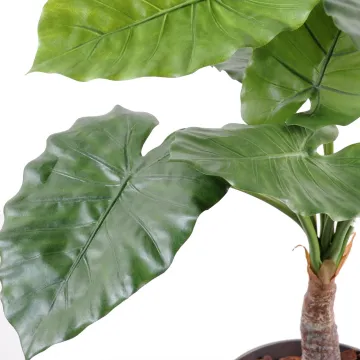 Feuillage d'Alocasia ignifugé