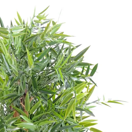 Feuilles de bambou de haie ignifugée