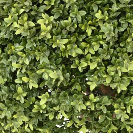 Feuilles de faux buis ignifugé