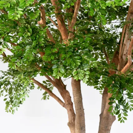 Feuillage et tronc Bucida artificiel  ignifugé 360 cm