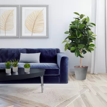 Ficus elastica artificiel dans un salon