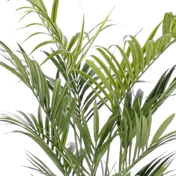 palmes de kentia artificiel ignifugé
