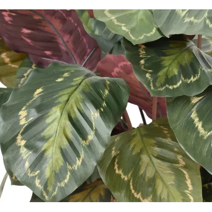 Feuilles de Calathéa artificiel vertes et rouges version ignifugée
