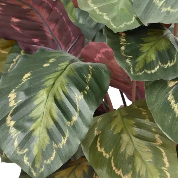Feuillage vert et rouge de Calathéa artificiel ignifugé