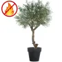Grand olivier artificiel ignifugé H270cm présenté en pot