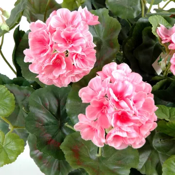 piquet CHUTE Géranium GM 60 cm ANTI FEU