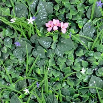 fleurs MUR VEGETAL B 100 x 100 cm