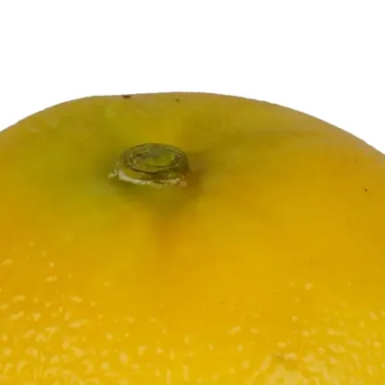 détails PAMPLEMOUSSE artificiel 10 cm