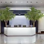 décorer un hall d'accueil avec un Arbre artificiel Bucida géant