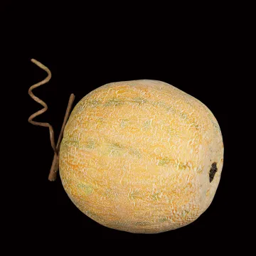 MELON artificiel 15 cm de coté