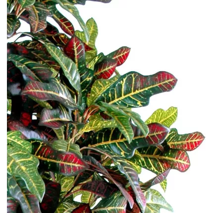 CROTON  artificiel