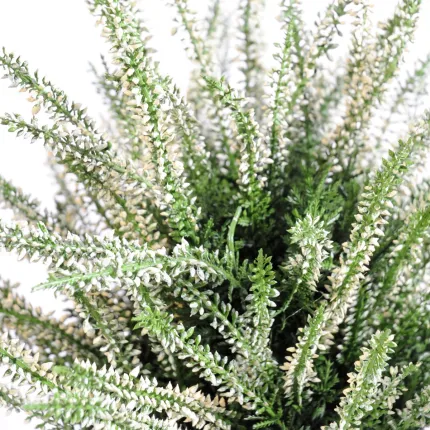 feuillage bruyère artificielle blanc en pot 35 cm