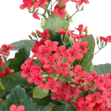 fleurs KALANCHOE artificiel 30 cm rouge
