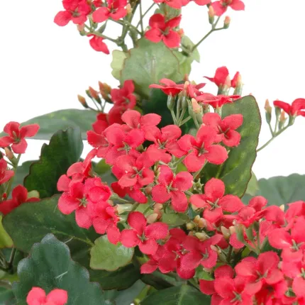 fleurs KALANCHOE artificiel 30 cm rouge