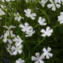 fleurs MARGUERITE MINI artificielle blanche 20 cm en pot