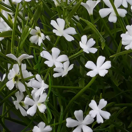fleurs MARGUERITE MINI artificielle blanche 20 cm en pot