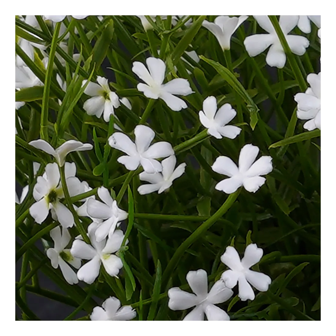 fleurs MARGUERITE MINI artificielle blanche 20 cm en pot