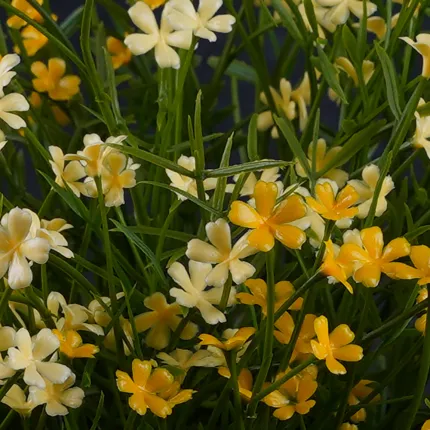 fleurs MARGUERITE MINI artificielle jaune 20 cm en pot