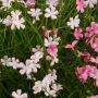 fleurs MARGUERITE MINI artificielle rose 20 cm en pot