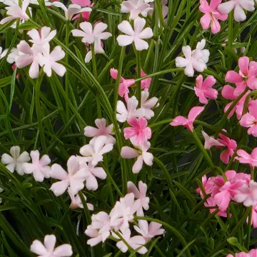 fleurs MARGUERITE MINI artificielle rose 20 cm en pot