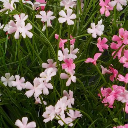 fleurs MARGUERITE MINI artificielle rose 20 cm en pot