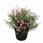 MARGUERITE MINI artificielle rose 20 cm en pot