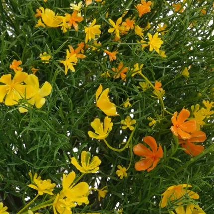 fleurs Asparagus artificielle en fleur 54 cm en pot jaune