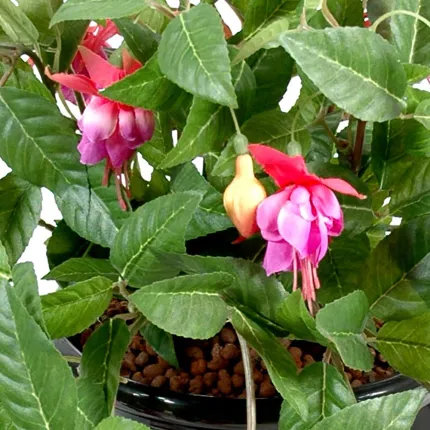 fleurs Fuchsia chute 40 cm Fuchsia