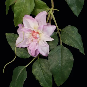 Guirlande de clématite en fleurs 160 cm