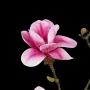 fleur rose branche MAGNOLIA artificiel 82 cm