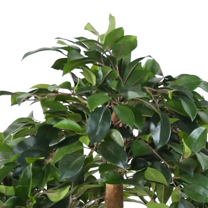 feuilles BONSAI artificiel FICUS en coupe 80 cm