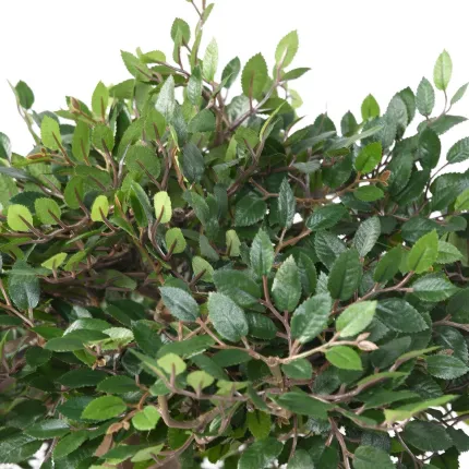 feuilles BONSAI artificiel ORME 90 cm