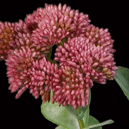 fleurs SEDUM artificiel rose foncé 56 cm