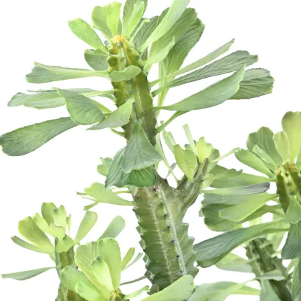 feuilles CACTUS artificiel Euphorbe 65 et 110 cm