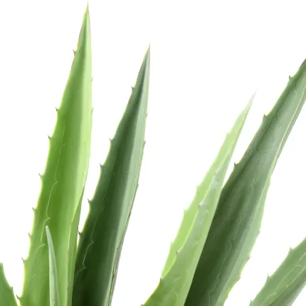 pointes AGAVE FURCRAEA artificielle vert 110 cm