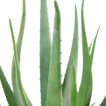 feuilles ALOEVERA artificiel 55 et 70 cm