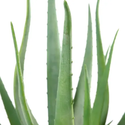 feuilles ALOEVERA artificiel 55 et 70 cm