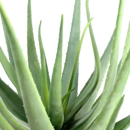 feuillage ALOEVERA artificiel 55 et 70 cm