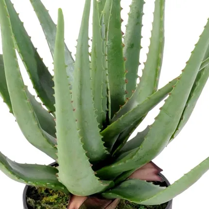 feuilles ALOEVERA artificiel 60 cm