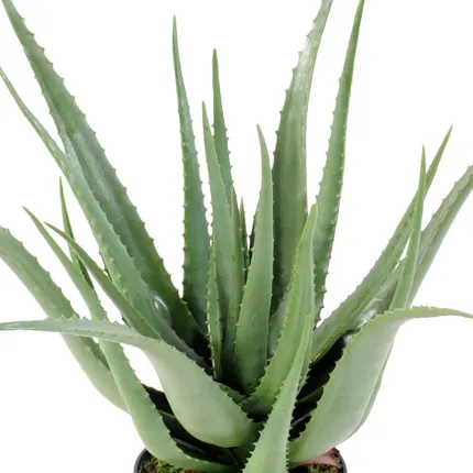 feuillage ALOEVERA artificiel 70 cm