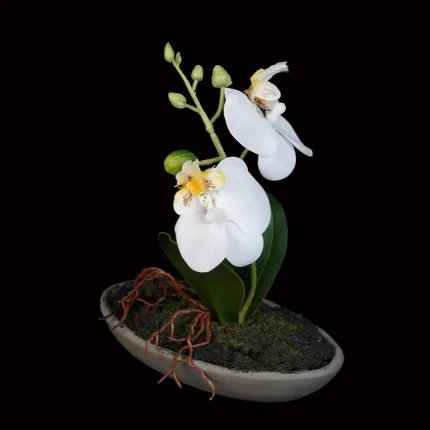 composition ORCHIDEE artificielle 18 cm blanc sur fond noir