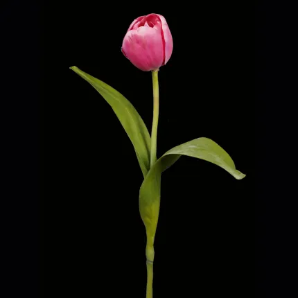 TULIPE artificielle 37 cm rose