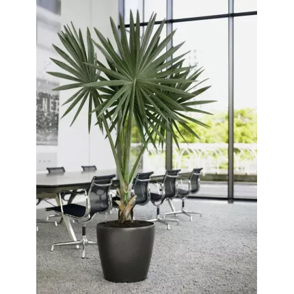 mise en situation Lechuza Classico Ø  43 cm noir brillant dans une salle de réunion