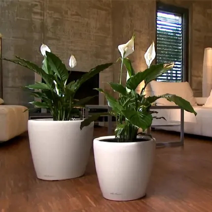 mise en situation Lechuza Classico Ø  43 cm blanc dans un salon