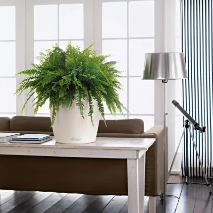 mise en situation Lechuza Classico Ø  28 cm blanc dans un salon