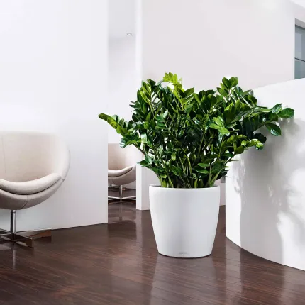 mise en situation Lechuza Classico Ø  43 cm blanc dans un salon