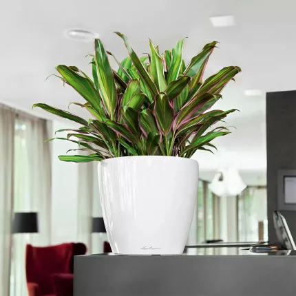 mise en situation Lechuza Classico Ø  21 cm blanc sur une table