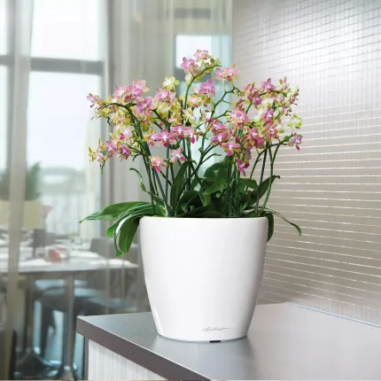 mise en situation Lechuza Classico Ø  28 cm blanc dans une cuisine