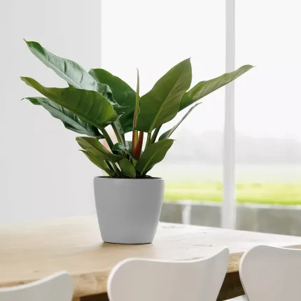 Lechuza Classico Ø  21,cm gris argent sur une table